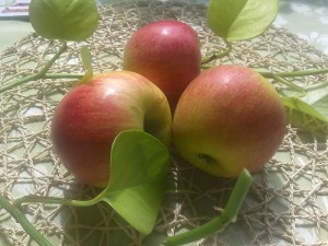 jablka bio lahodnosti