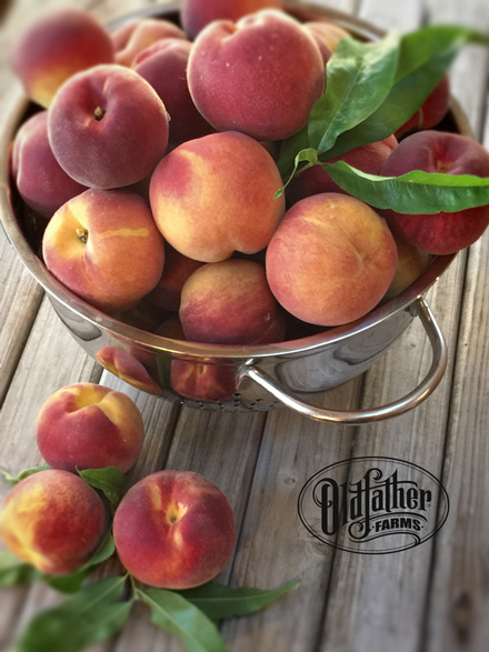 2015-peach-harvest1