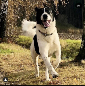 C392B2D9-CF18-4FBA-BC68-D4696F80A0CC